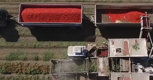 recambios para cosechadoras de tomate